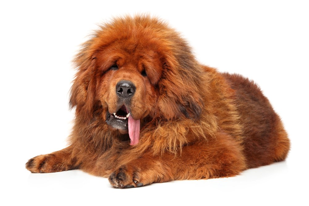 Tibetan Mastiff