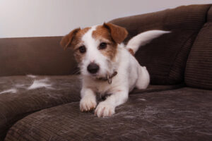 Dog shedding on a sofa.