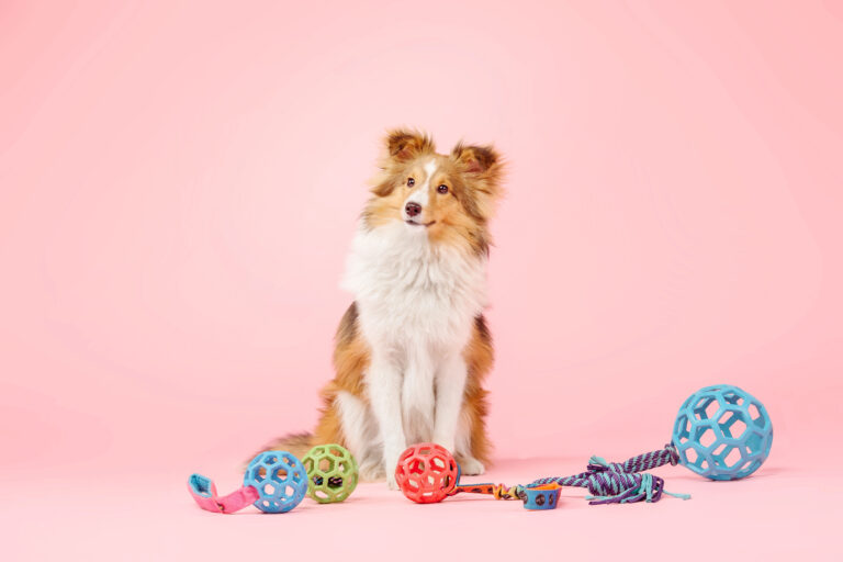 dog with toys