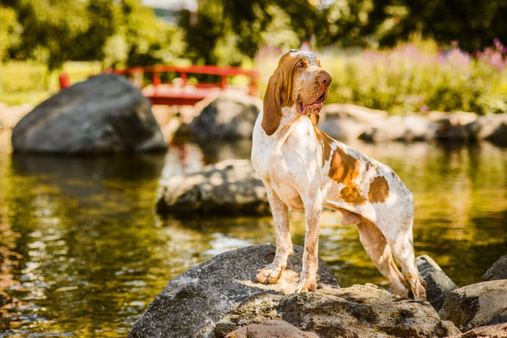 Bracco Italiano.