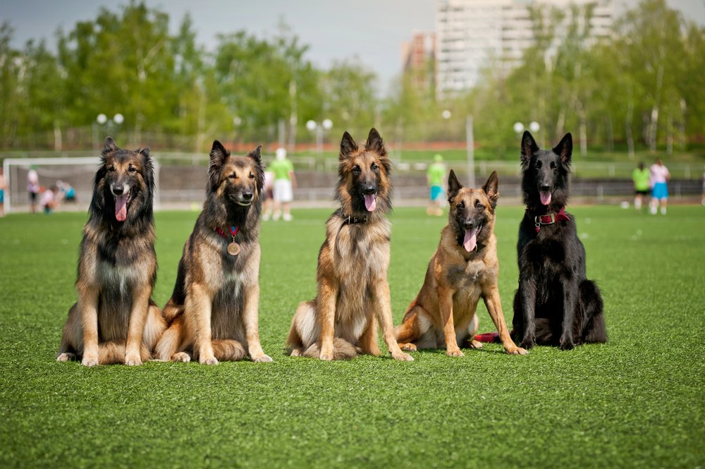 Belgian Shepherd