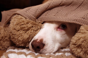 Sick or scared dog hiding under a blanket.