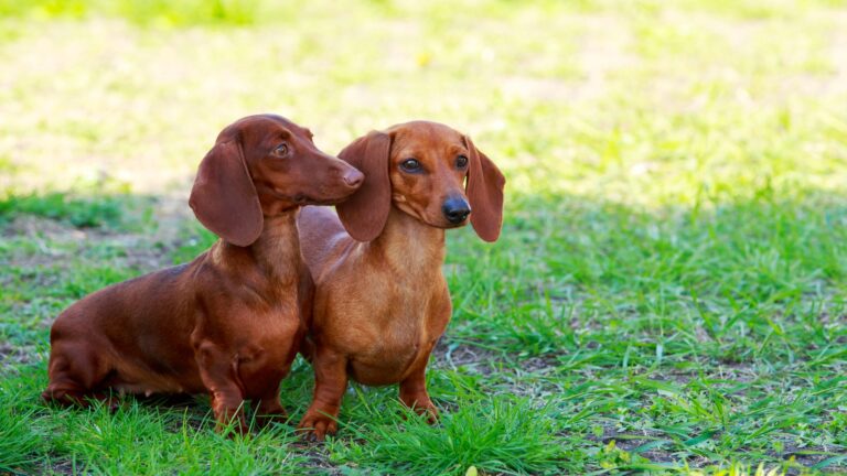 Daschund couple
