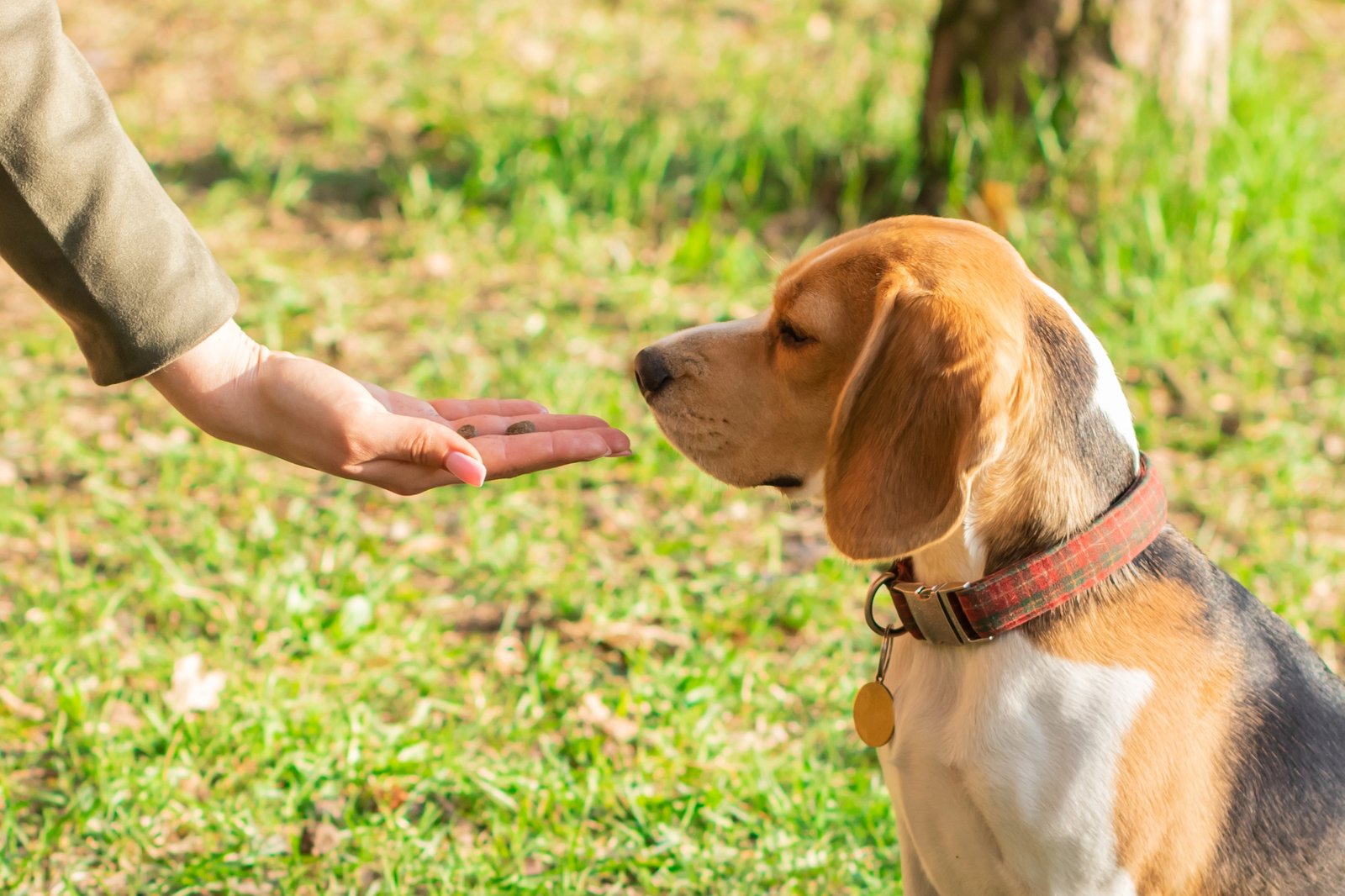 Diseases Dogs Can Detect in Humans Just by Scent