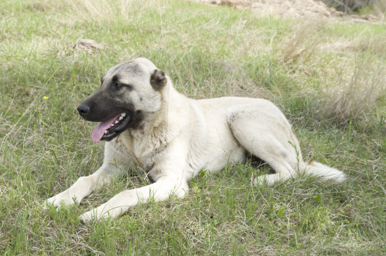 Kangal Shepherd dog