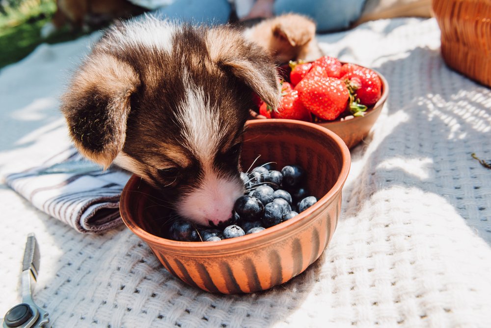 Dog eating blueberries.