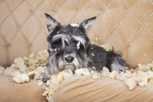 Dog chewing sofa