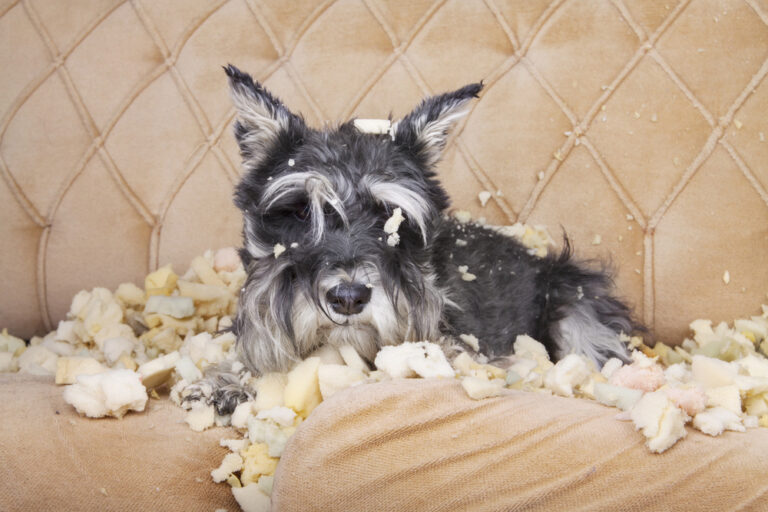 Dog chewing sofa