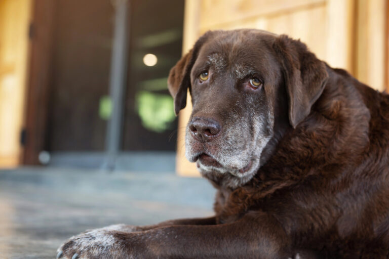 Older dog