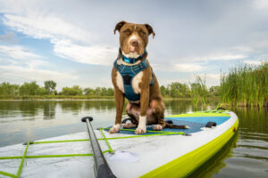 Pitbull on paddleboard