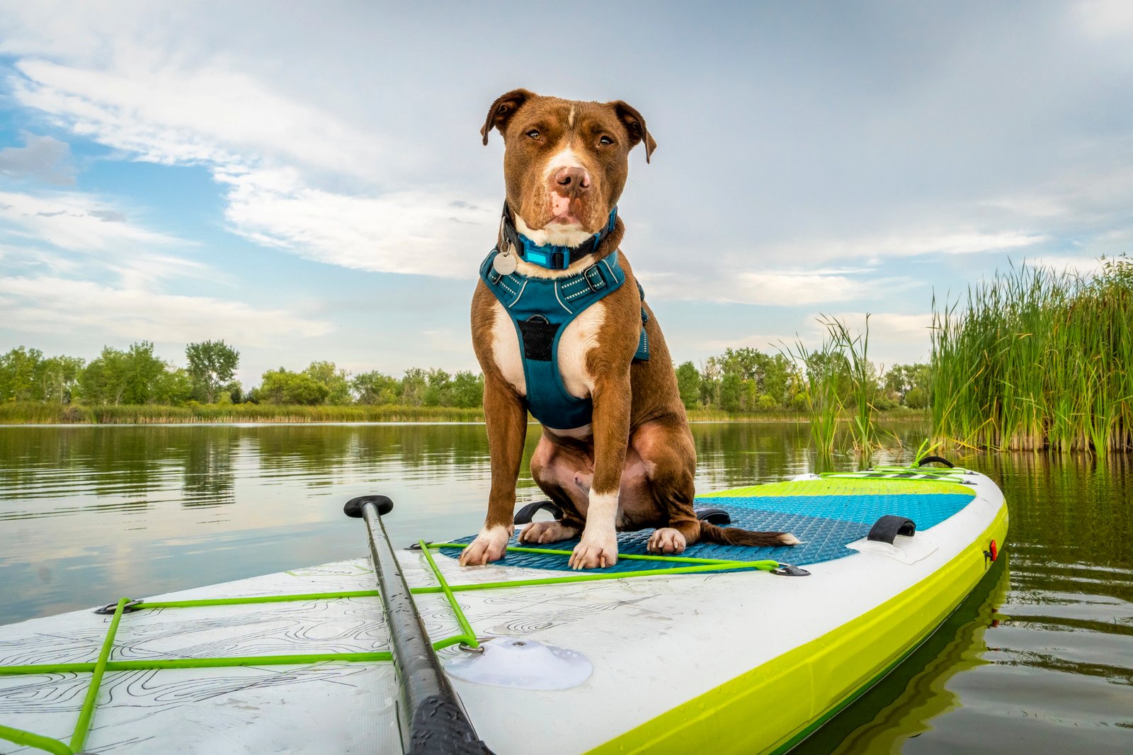 20 Tips on Dog Care that Not Every Vet will Tell You