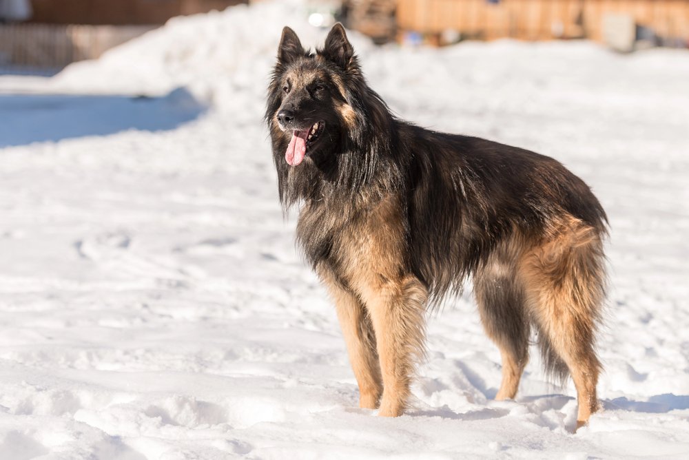 Belgian Shepherd