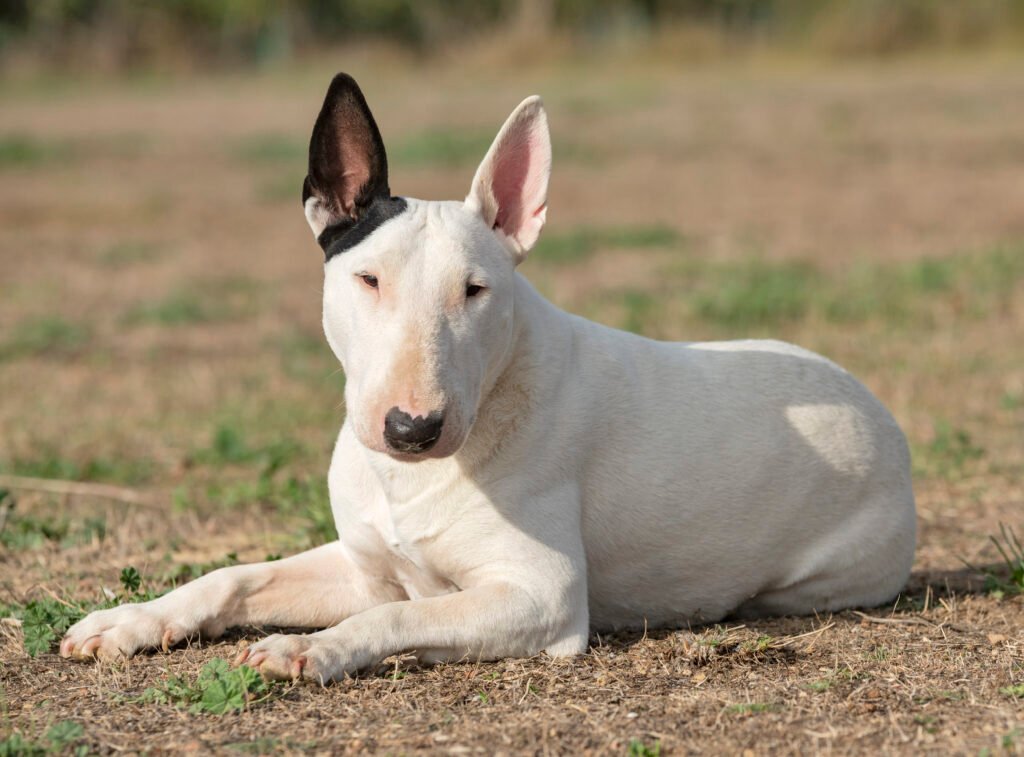 Bull terrier dog breed