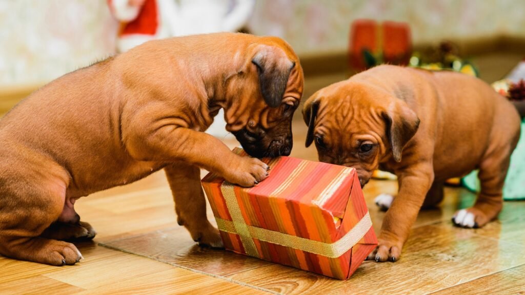 Rhodesian ridgeback puppies trying to open a present.