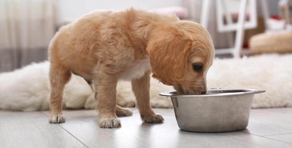English Cocker Spaniel puppy