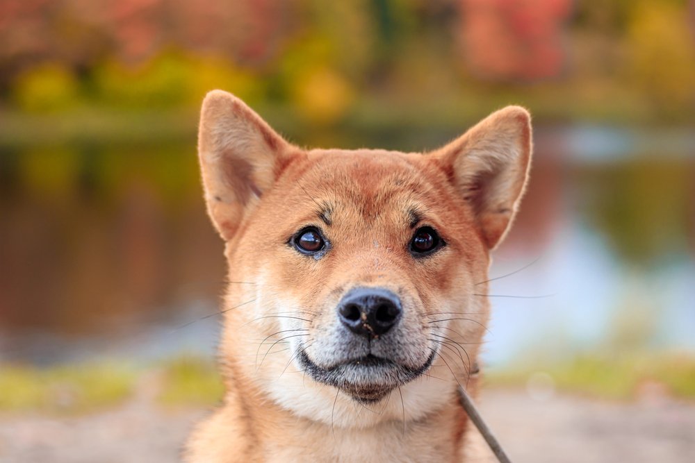 Shiba Inu