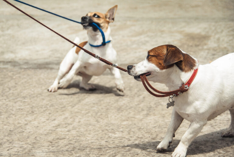 Dogs pulling on a leash.