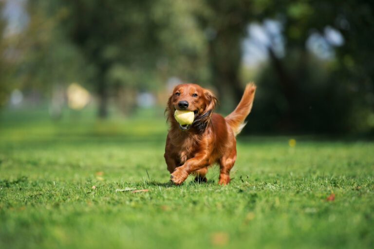 dog in park