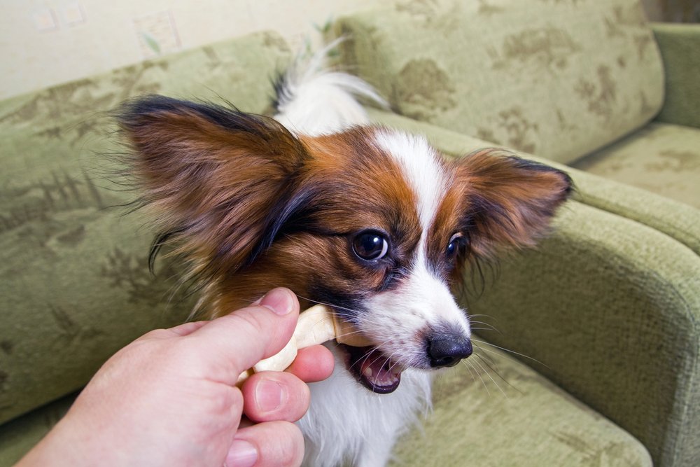 A man gives dog treats.