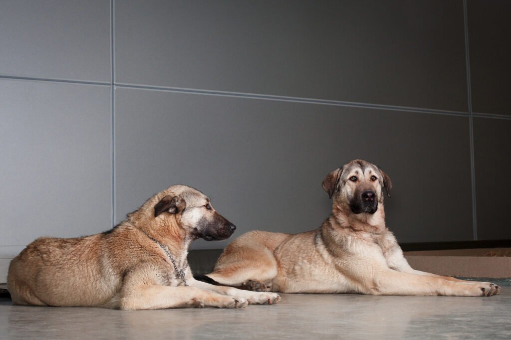 Two large Anatolian Shepherds