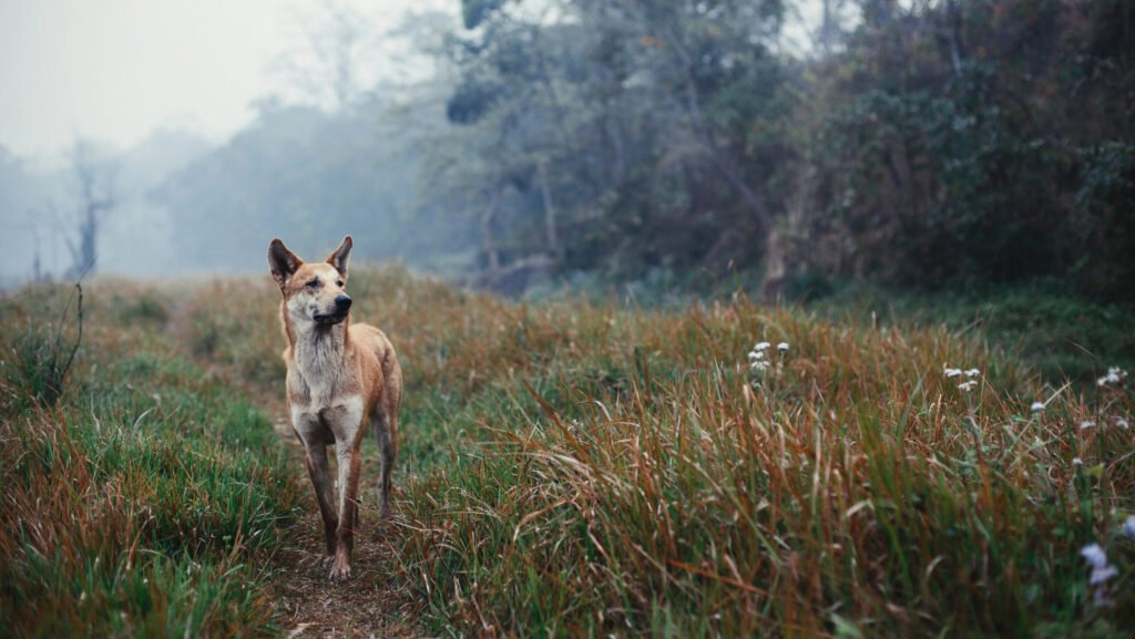 Norwegian Lundehund.