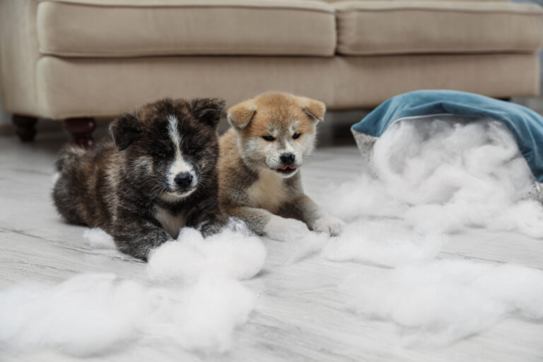 Dogs ripping pillow