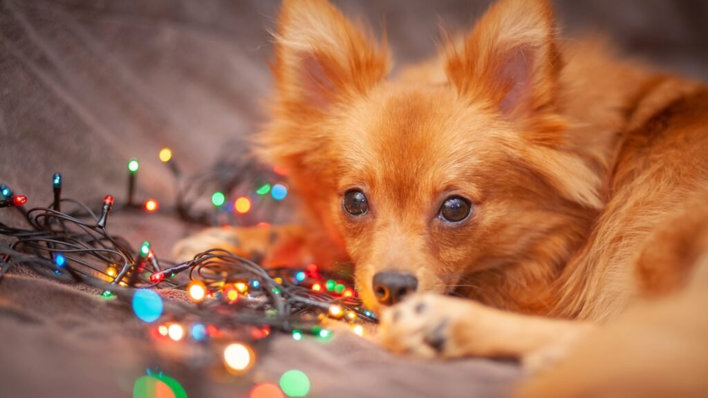 Fluffy dog resting near Christmas lights