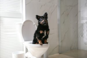 Pup on the toilet