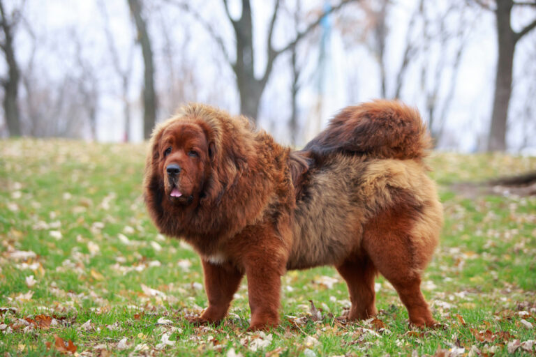 feature: Tibetan Mastiff
