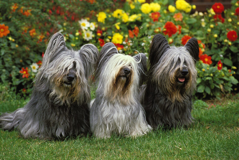Skye Terrier.