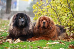Tibetan Mastiff Dog Breed