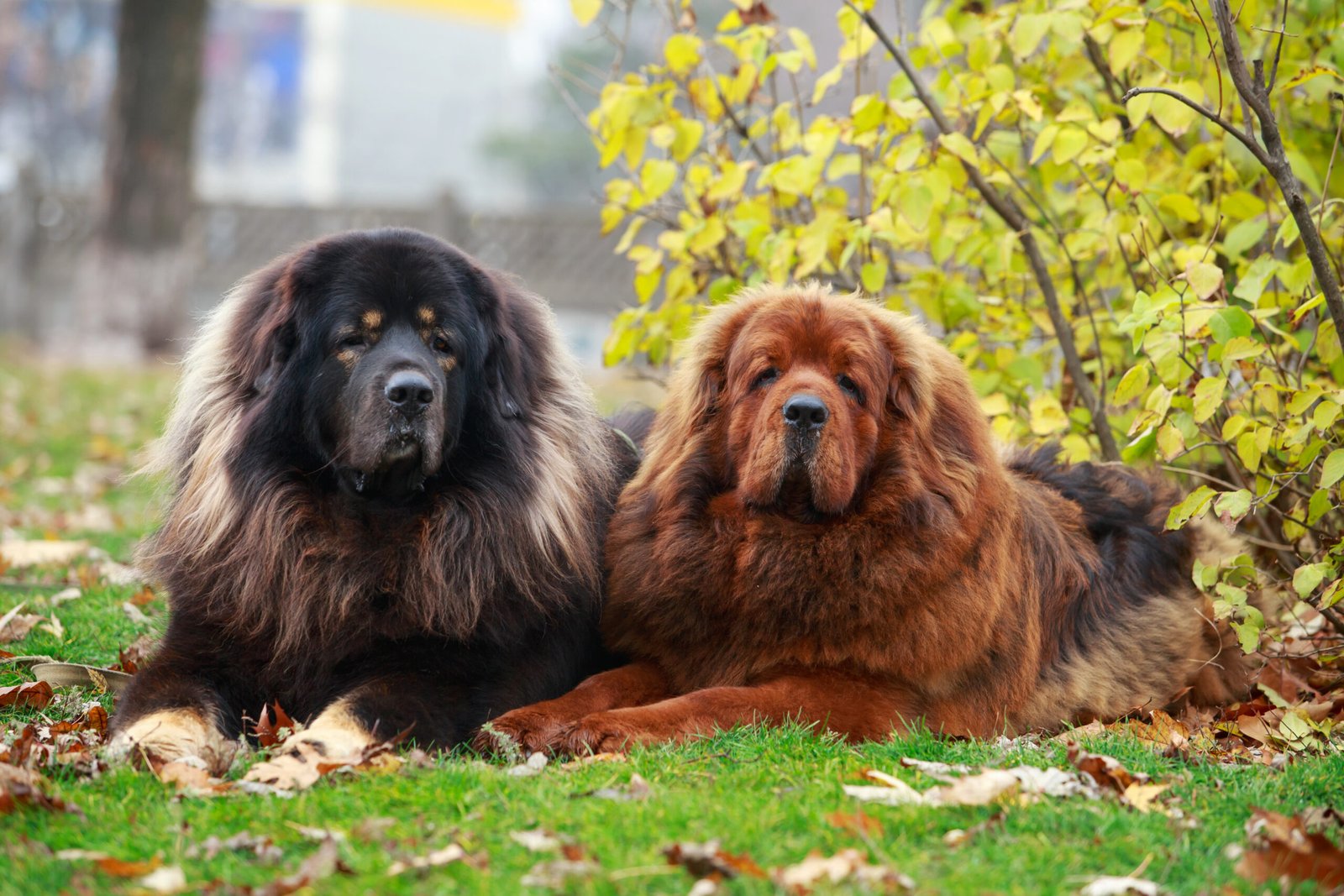 Ten Facts About The World’s Largest Dog, The Tibetan Mastiff