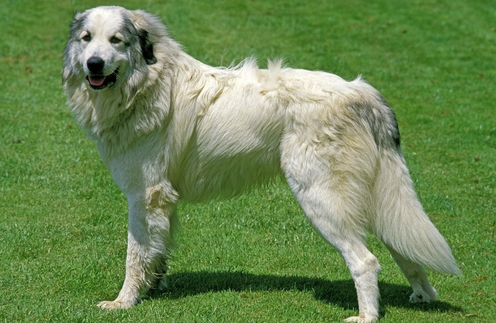 Great Pyrenees.