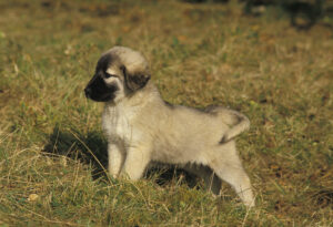 Anatolian Shepherd Puppy