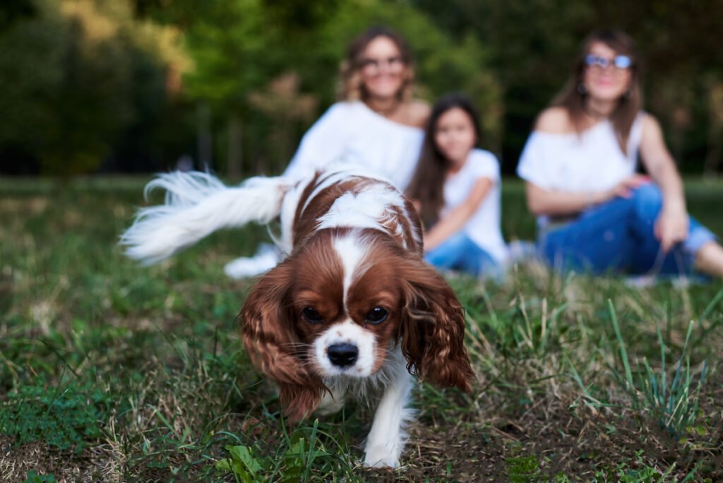 Kind Charles Spaniel Dog breed