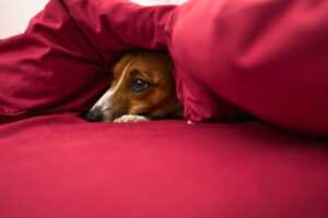dog under blanket