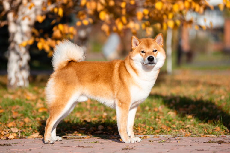 Shiba Inu