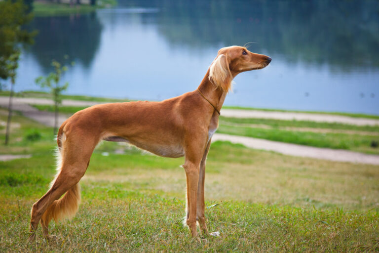 Saluki Dog breed