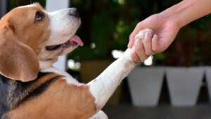Beagle giving paw to owner