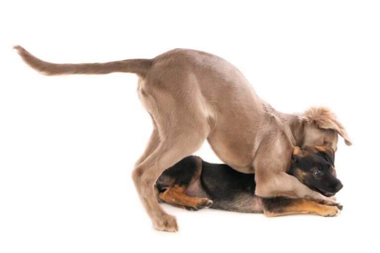 Two puppies playing.