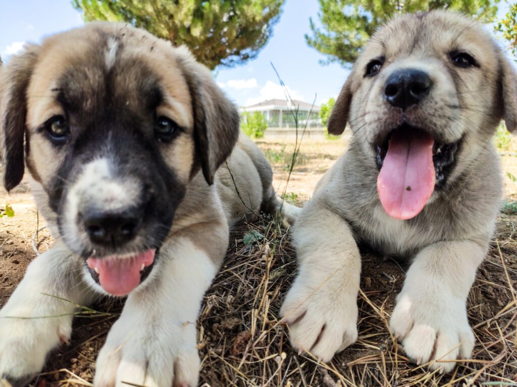 Anatolian shepherd pups