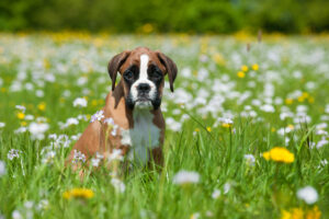 Boxer Puppy