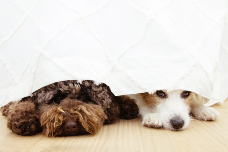 Stressed dogs