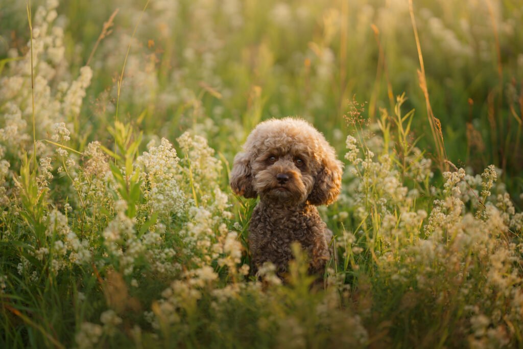 poodle