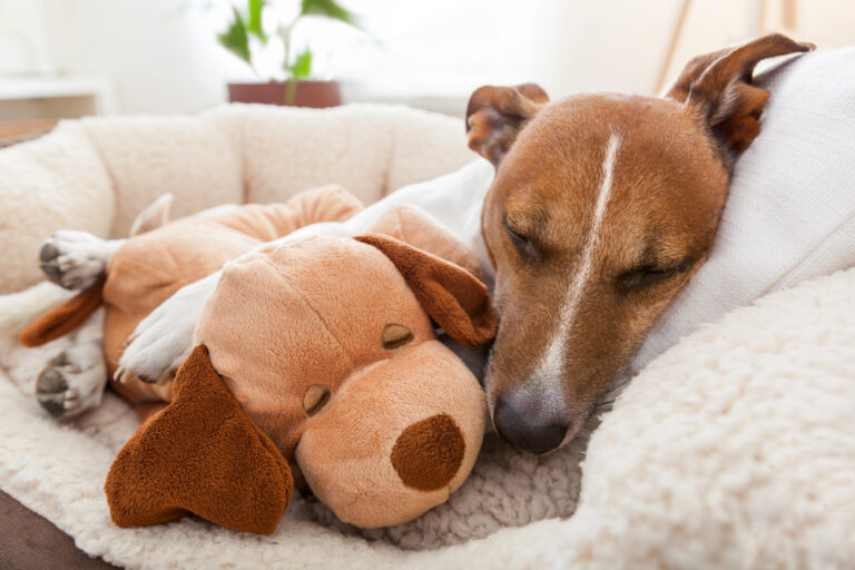 Dog sleeping in his cozy bed with a toy.