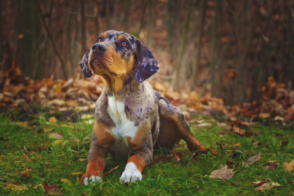 Catahoula Dog Breed =