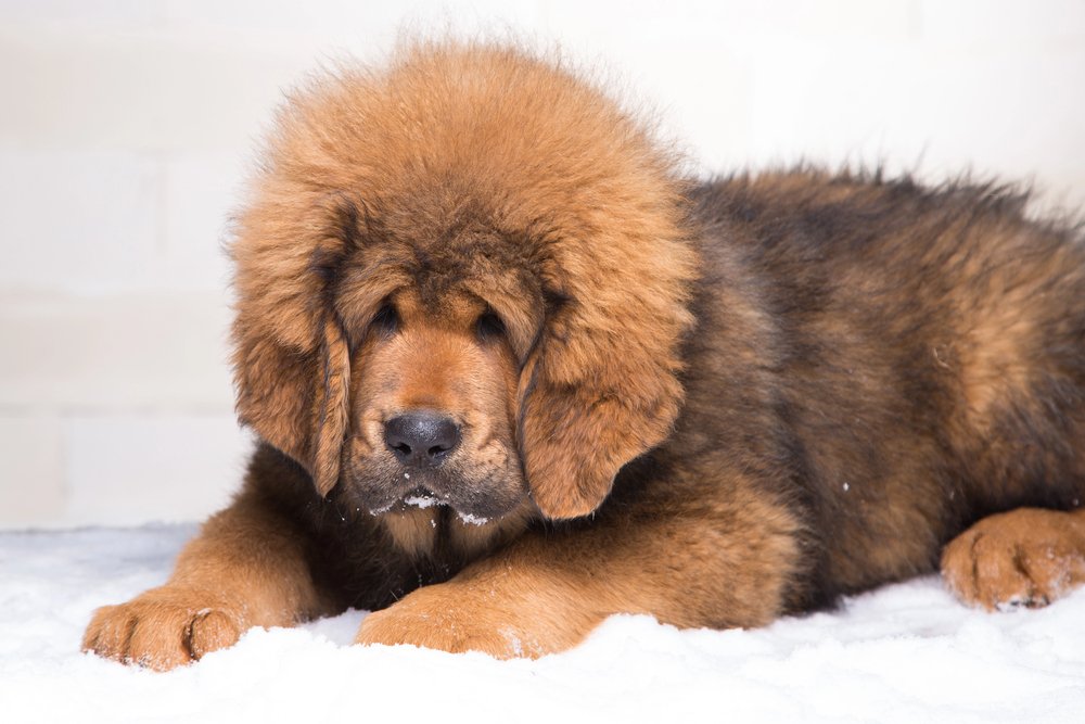 Tibetan Mastiff.