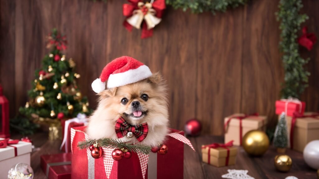 Cute dog puppies Pomeranian Wearing Santa Claus hat
