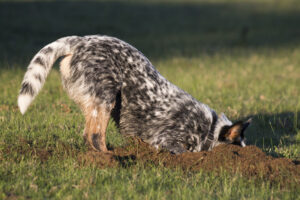Australian cattle dog digging yard
