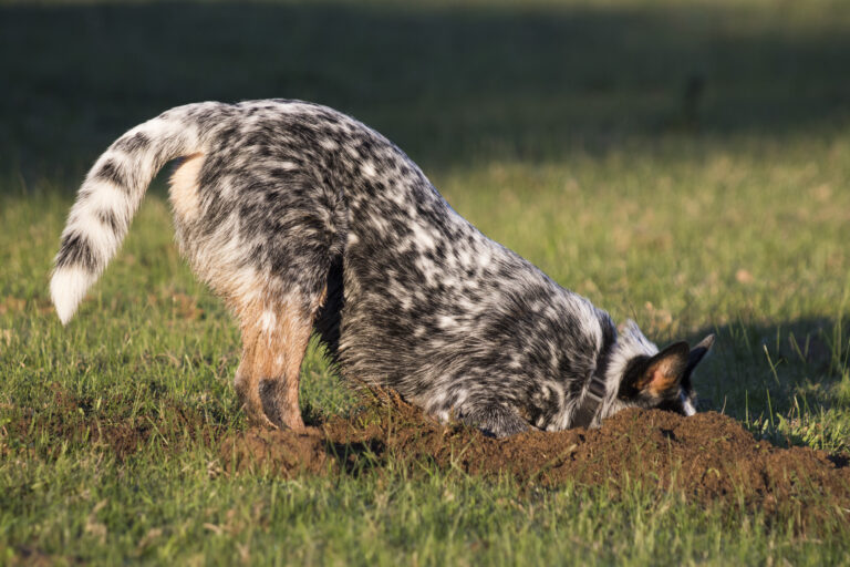Australian cattle dog digging yard